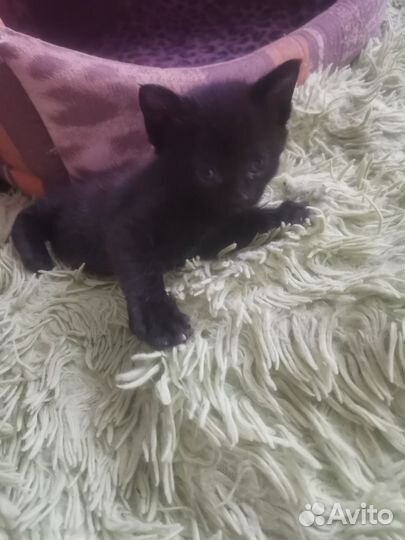 Котенок бесплатно