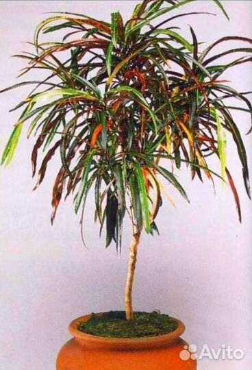 Кротон норма