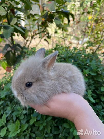 Декоративный кролик