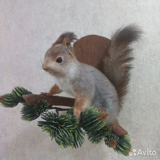 Чучело белка