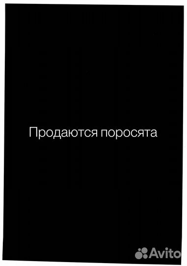 Поросята, 1,5 месяца