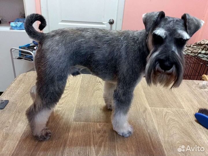 Стрижка собак и кошек. Тримминг, груминг крупных п