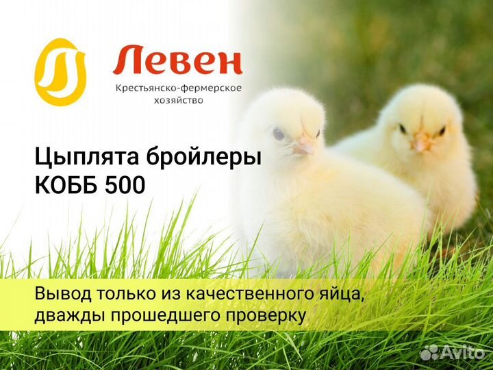 Цыплята бройлеры Кобб 500 и Росс 308. Предзаказ