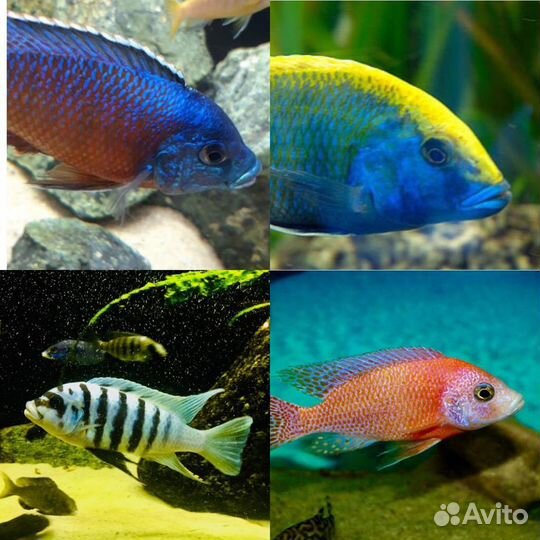 Африканские цихлиды собственного разведения