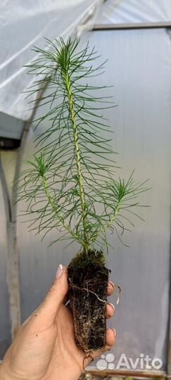 Саженцы сосны зкс