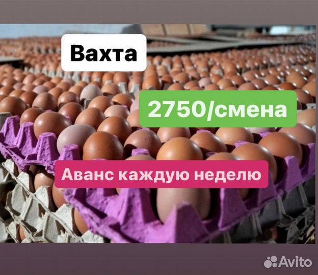 Упаковщик яиц вахтой. оплатим дорогу