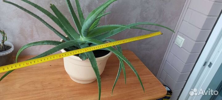 Алое лечебное разные