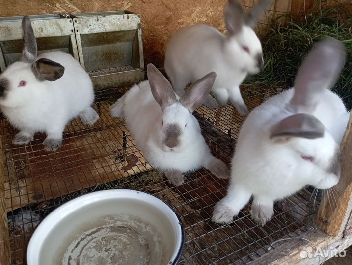 Продаю кроликов живьём и мясом