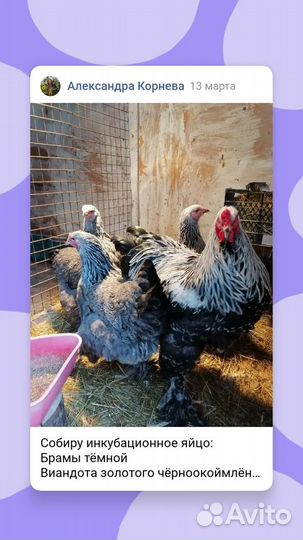 Инкубационное яйцо породистых кур