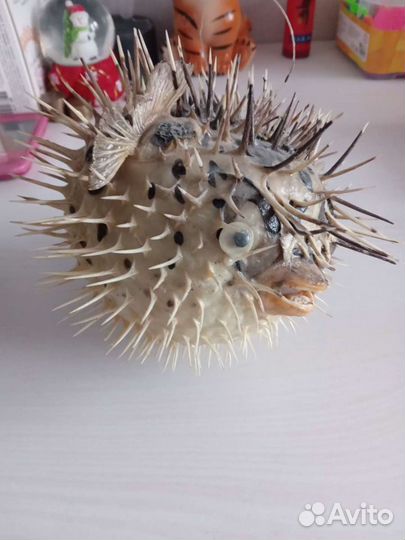Чучело Рыбы Ёжа