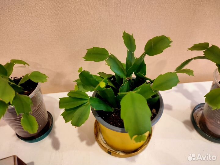 Декабрист (шлюмбергера)