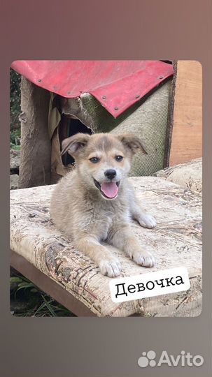 Щенки бесплатно