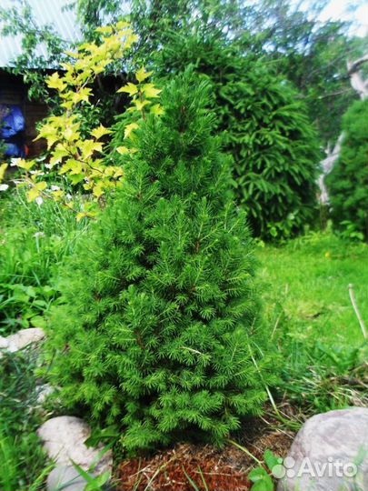 Хвойные растения,Ель Коника