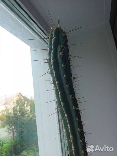 Фиалки 2 шт и кактус