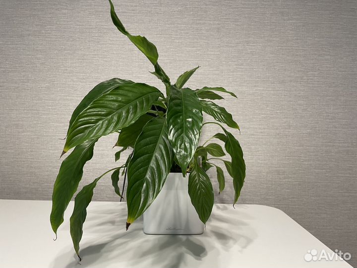 Спатифиллум в кашпо Lechuza Cube Glossy