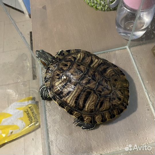 Красноухая черепаха