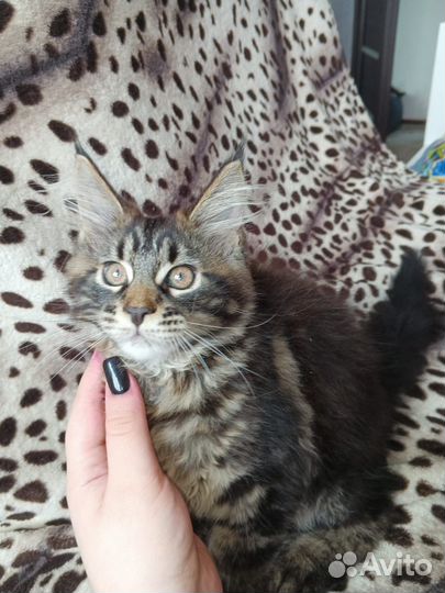 Мейн-кун девочка