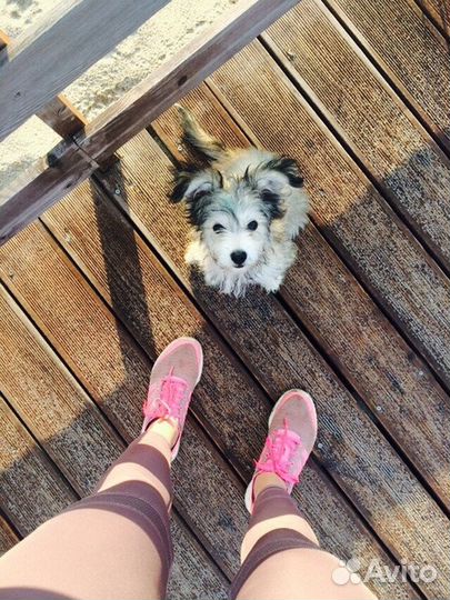 Догситтер (зооняня, передержка собак)