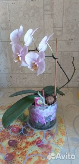 Орхидея фаленопсис с горшком. Розовый в крапинку