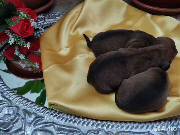 Такса, щенки, щенки таксы, гладкошерстная такса