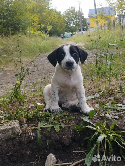 Щенки метисы бесплатно