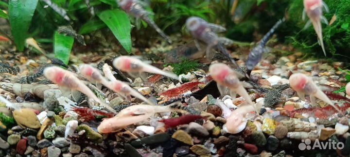 Аквариумные растения