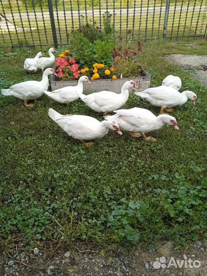 Селезени индоутки