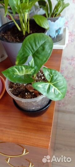 Сингониум Панда