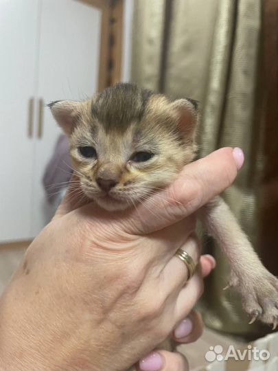 Котята чистопородные Чаузи