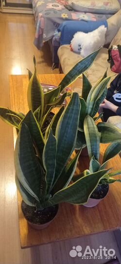 Продам Сансевиерию-щучий хвост