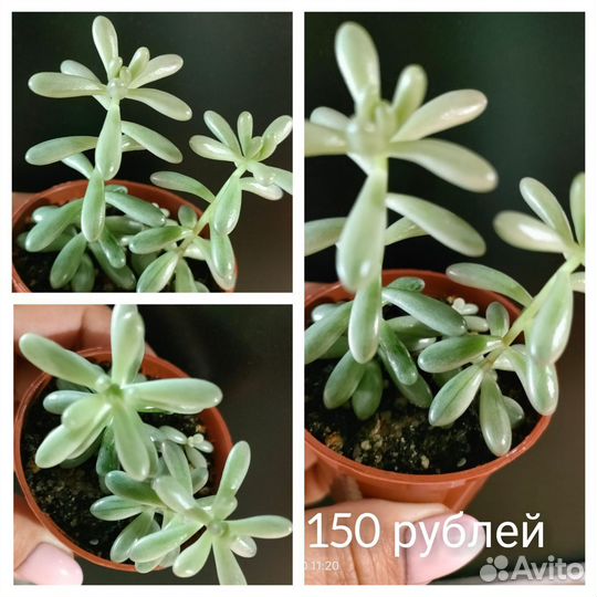 Суккуленты