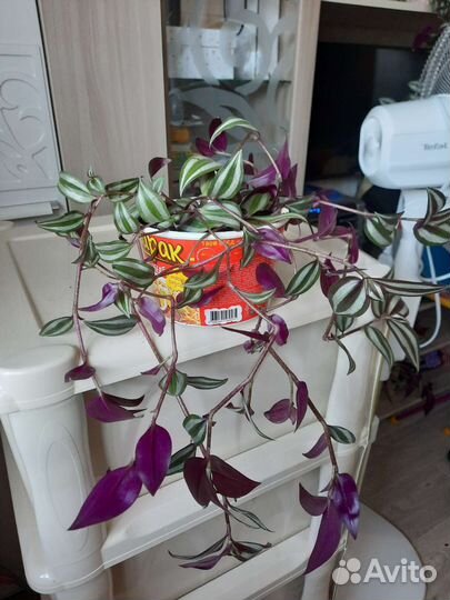 Традесканция Зебрина