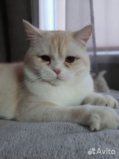 Отдам котика
