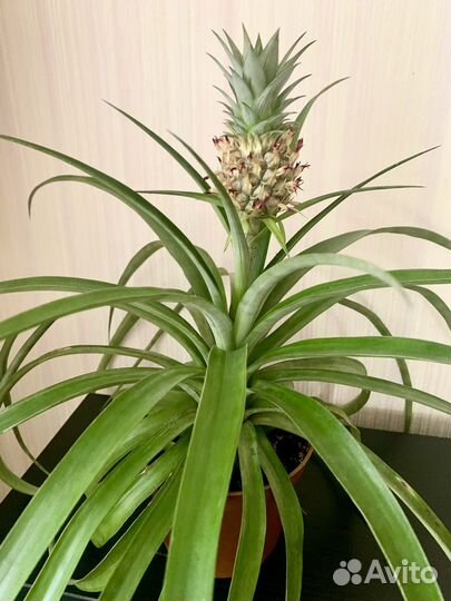 Цветы разные много