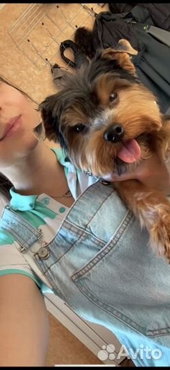 Вязка Йоркширский Терьер