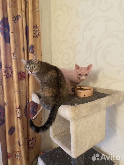 Выгул и передержка