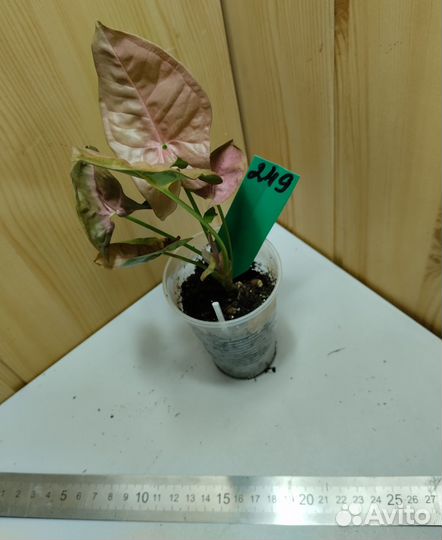 Сингониумы разные