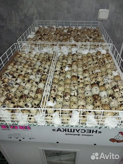 Перепел мясо птицы