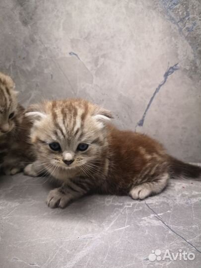 Британские вислоухие котята