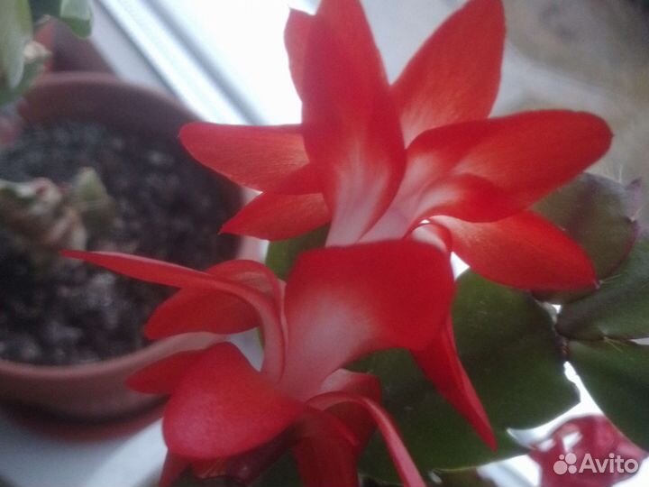 Декабристы разных цветов