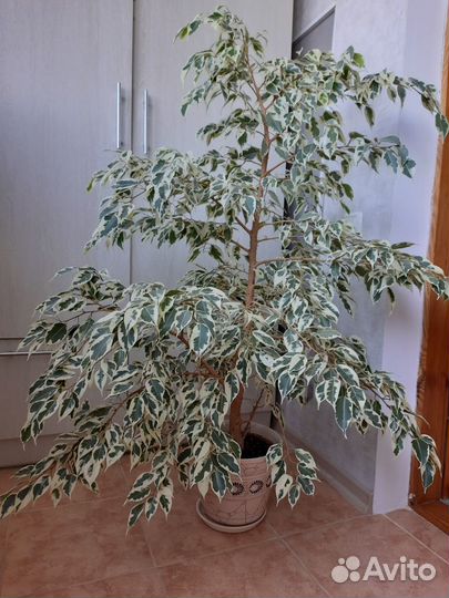 Фикус бенджамина пестролистный