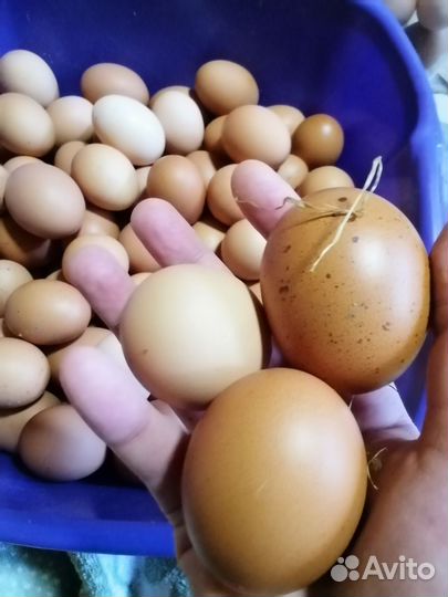 Куры молодки несушки
