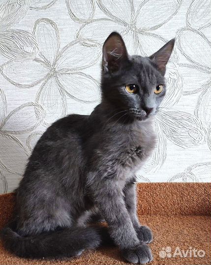 Котик, 4 месяца