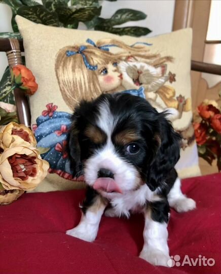 Кинг чарльз спаниель