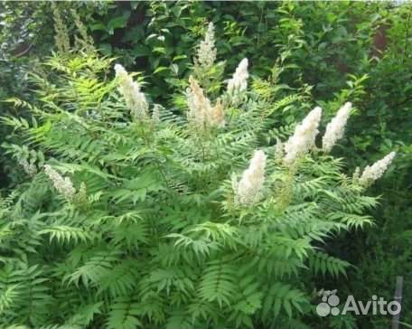 Вишня, малина, шиповник, смородина, облепиха