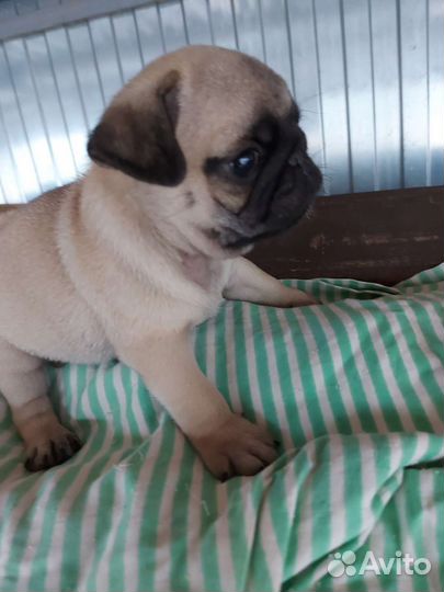 Щенки мопса