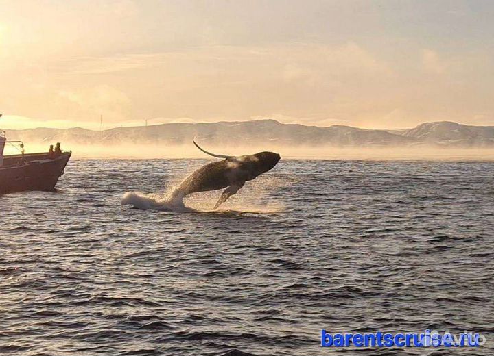 Прогулки и рыбалка в Баренцевом море из Териберки