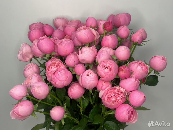 Роза кустовая пионовидная