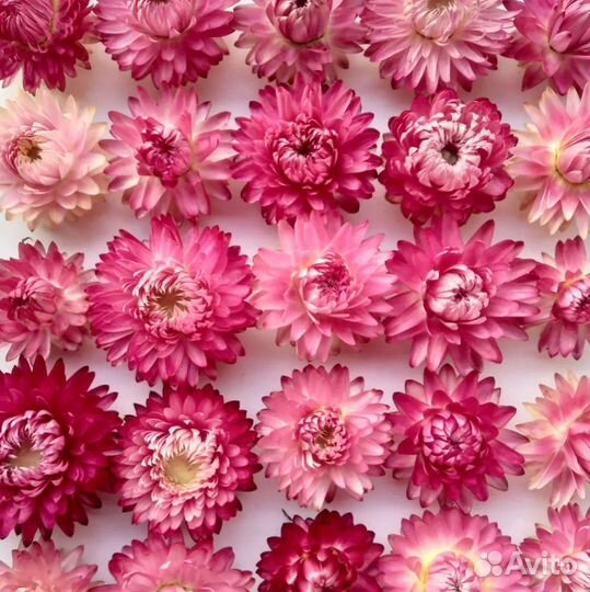 Сухоцветы. Гелихризум (Бессмертник)