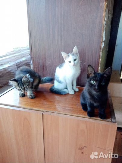 Котята бесплатно